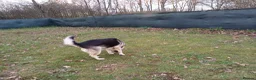Mixed Breed dogs for adoption: Really… does nobody want to give me a chance? 💔🐶 - Advert 3