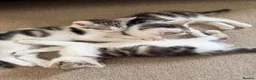 Mixed Breed cats for sale: Absolutely beautiful kittens, bengal crossbred - Advert 5