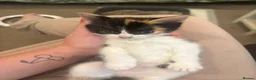Mixed Breed cats for sale: Beautiful kittens!!  - Advert 16