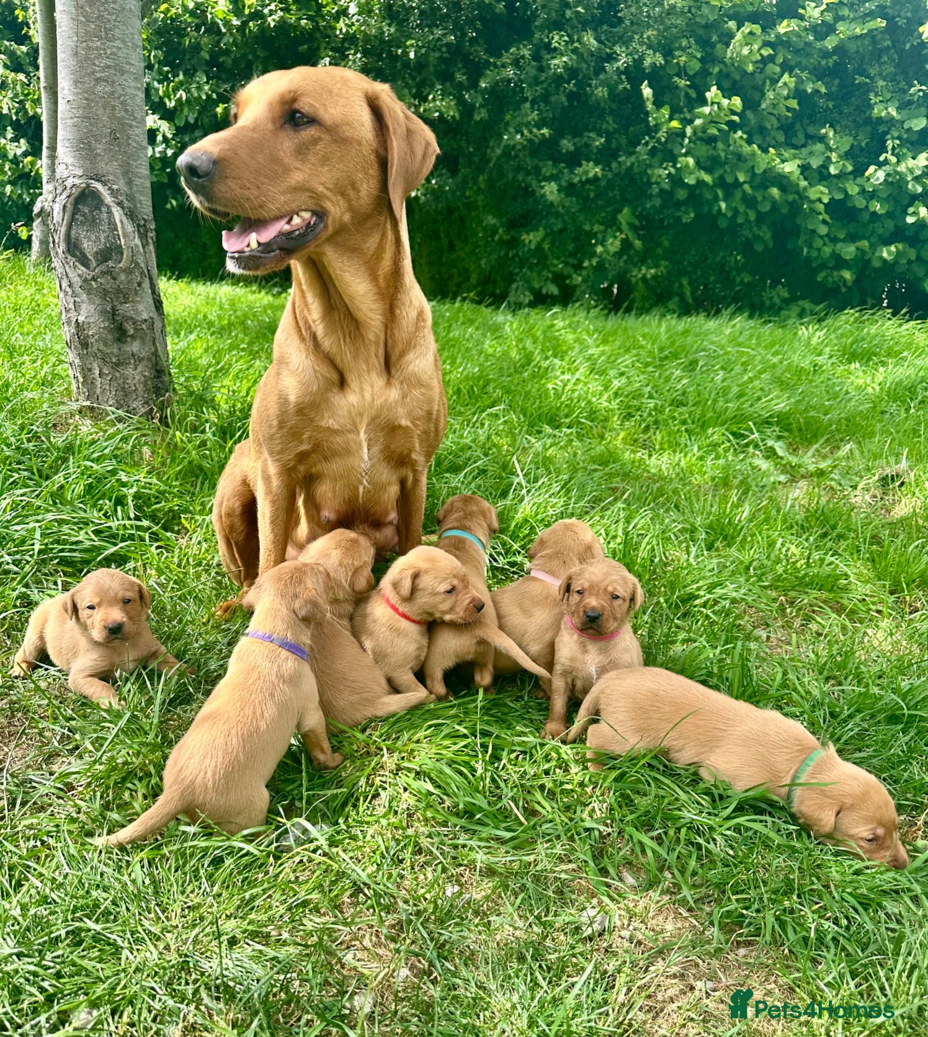 Labrador Retriever dogs Fiorella Fantastica's Fox Red Puppies - Advert 1