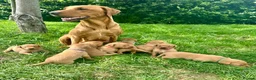 Labrador Retriever dogs for sale: Male Fox Red Puppies  - Advert 7