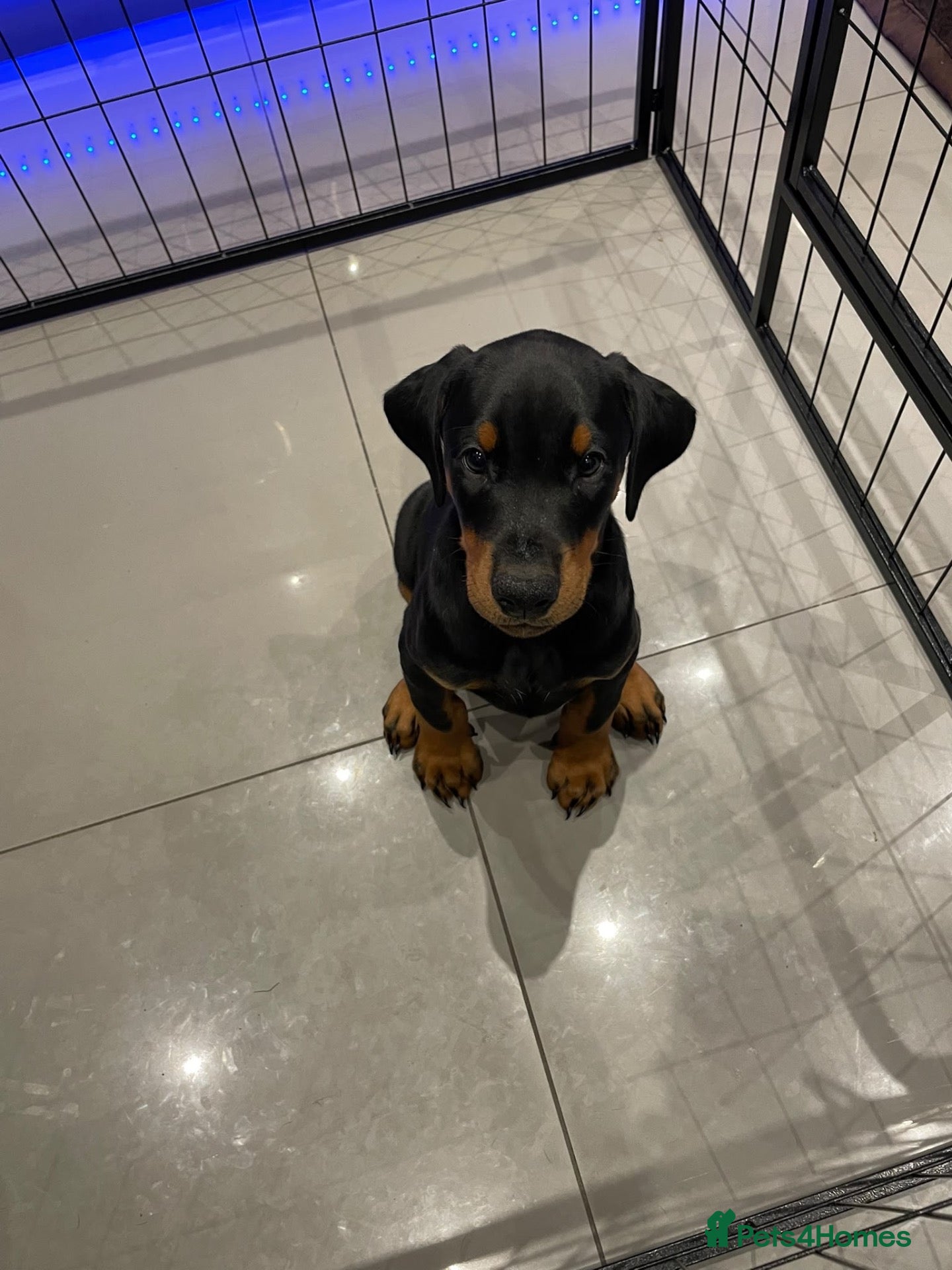 Dobermann dogs Dobermann 1 boys 1 girls  - Advert 3