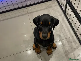 Dobermann dogs Dobermann 1 boys 1 girls - Advert 3