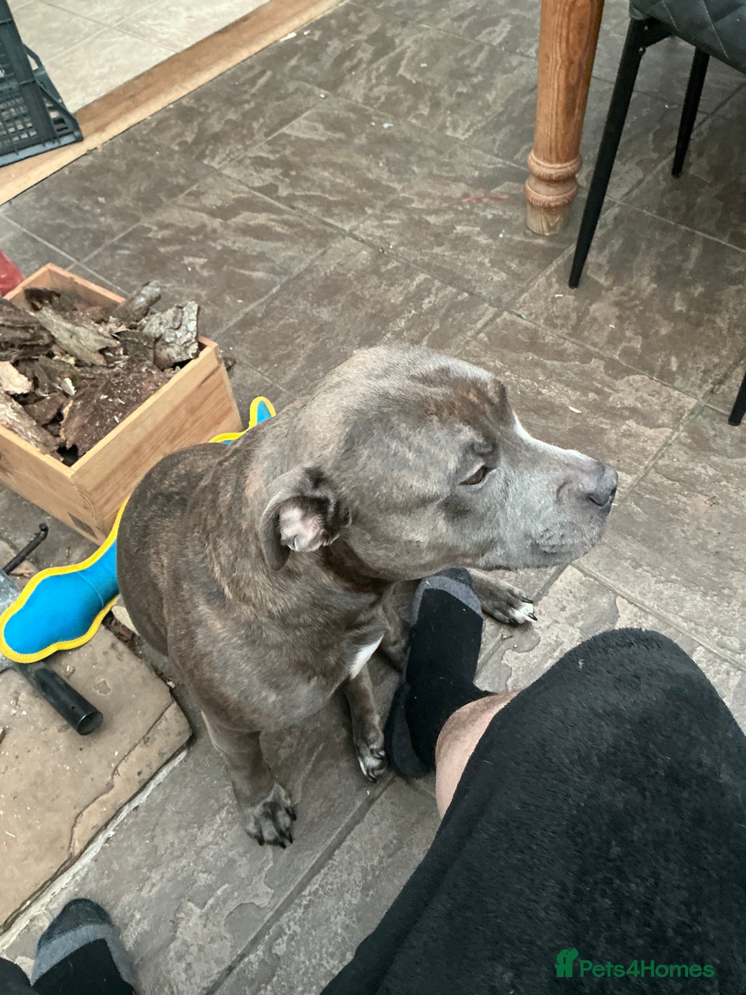 Staffordshire Bull Terrier dogs for stud: Bell Bell - Advert 3