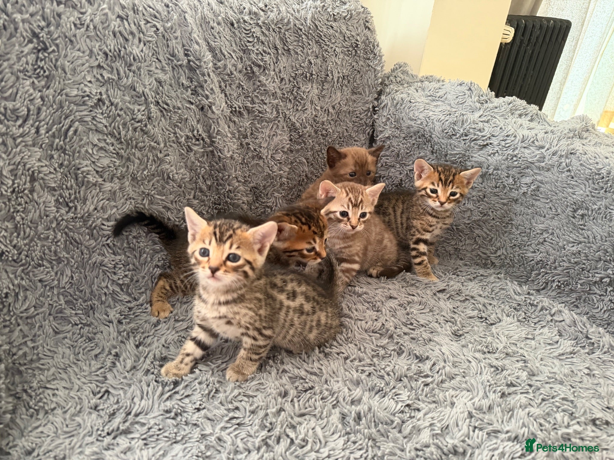 Bengal cats Beautiful Bengal cross kittens  - Advert 16