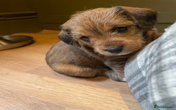 Mixed Breed dogs for sale: Cavapoo/Jack Russell puppies - Image 6