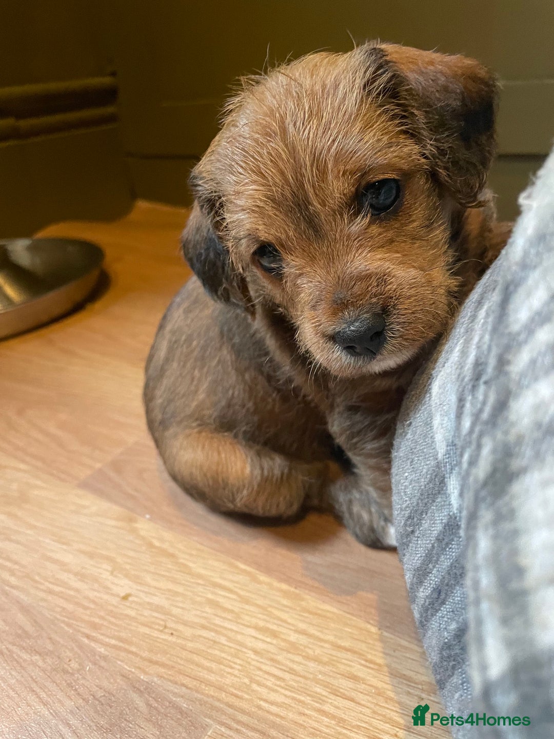 Mixed Breed dogs for sale: Cavapoo/Jack Russell puppies - Image 6