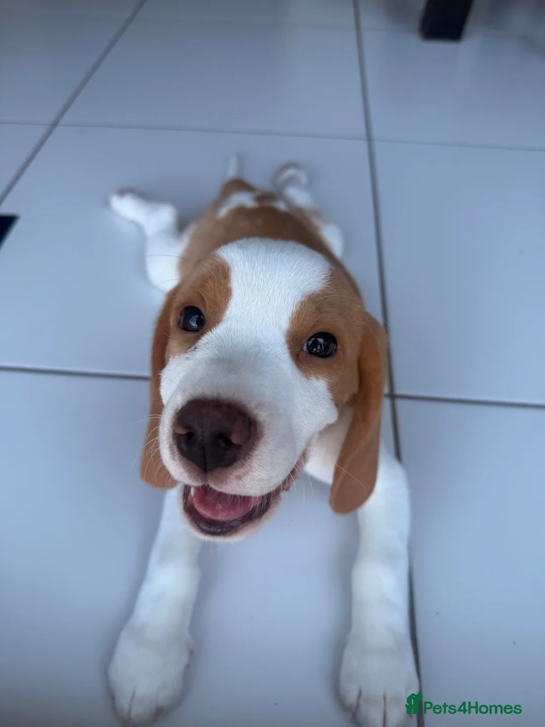 Beagle dogs for sale: Boy Lemon Pedegree Beagle - 13 weeks old - Advert 2