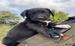 Borador dogs for sale: Beautiful intelligent Borderdors for sale  - Image 16