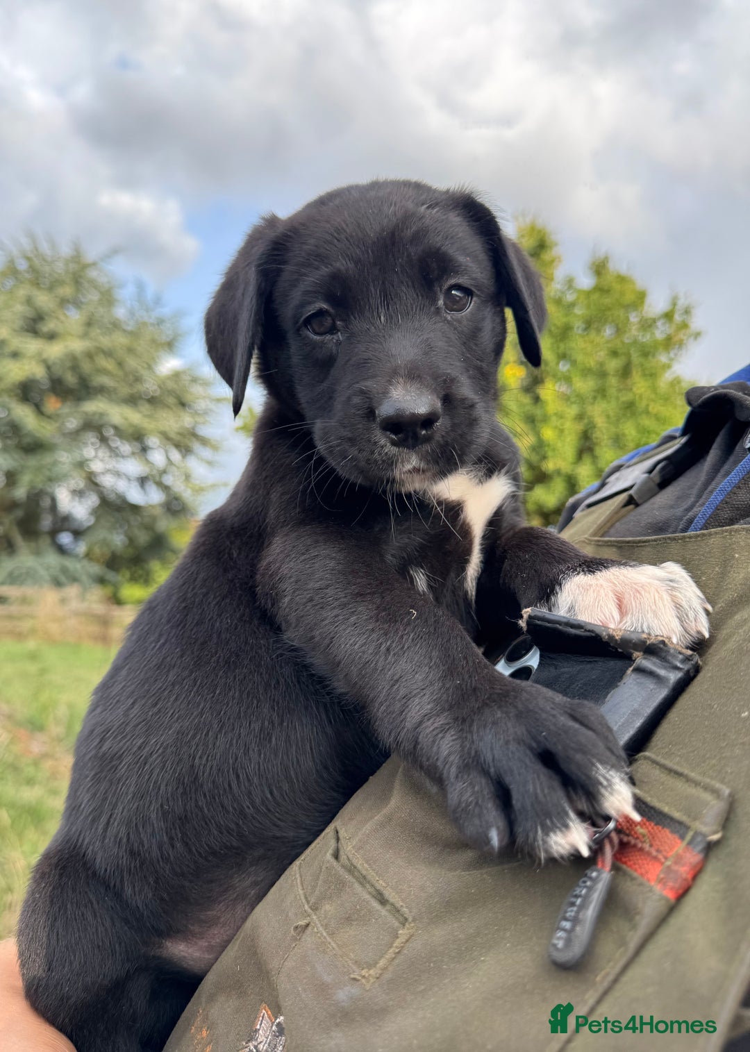 Borador dogs for sale: Beautiful intelligent Borderdors for sale  - Image 16