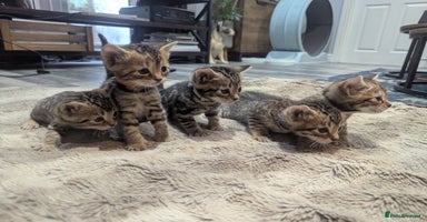 Mixed Breed cats - Advert 8