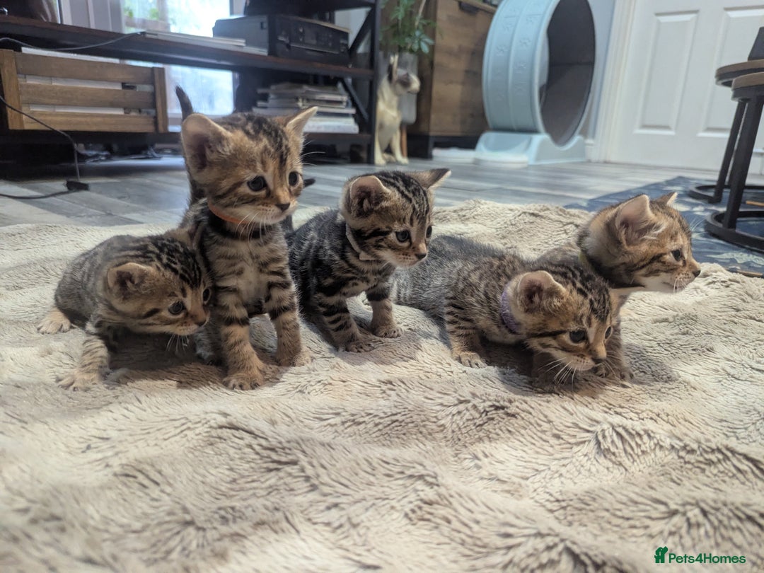 Mixed Breed cats for sale: Gingal kittens (Ginger x Bengal) last 1 available  - Image 1