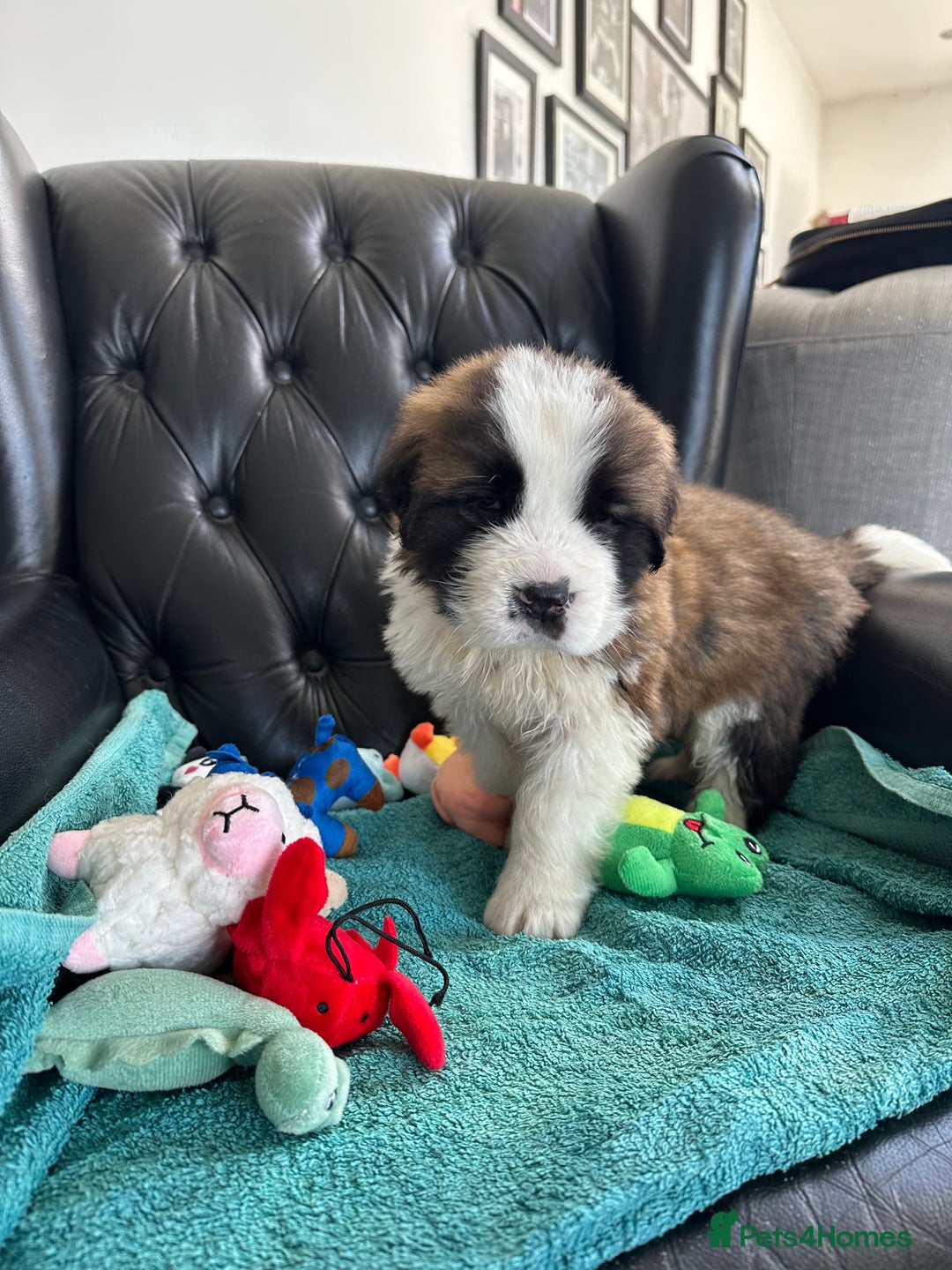 Saint Bernard dogs for sale: KC Registered St. Bernards For Sale! - Image 34