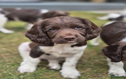 English Springer Spaniel dogs for sale: KC Reg. READY NOW. English Springer Spaniel 8 WKS - Image 19