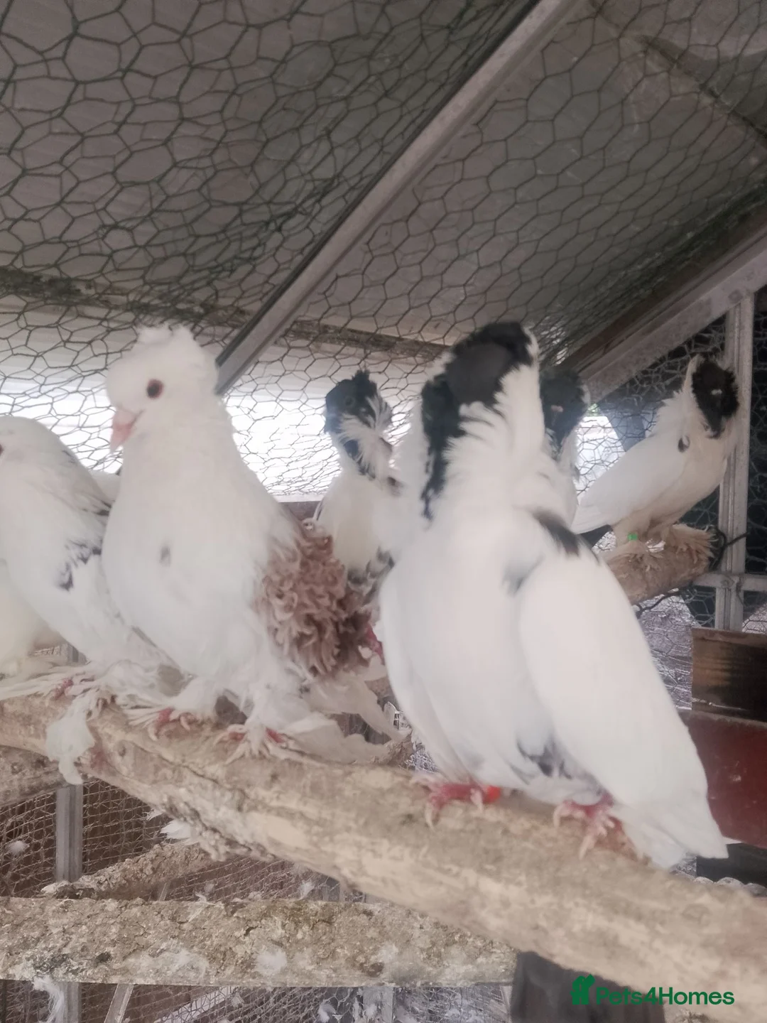 Pigeons birds for sale: Pigeon for sale - Advert 1