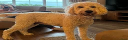 Mixed Breed dogs for sale: 🐾 Bernedoodle Puppies 🐾 - Advert 2