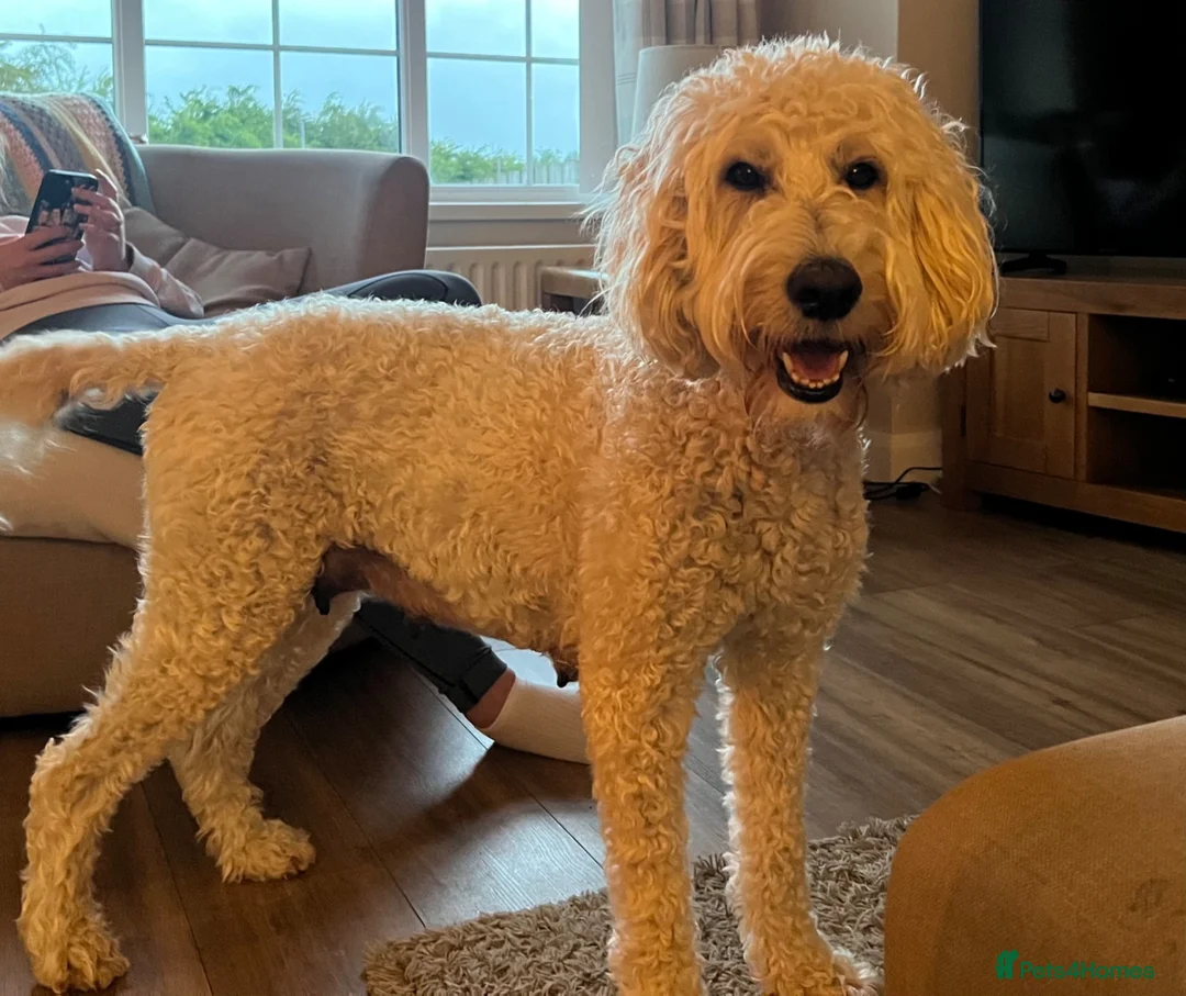 Mixed Breed dogs for sale: 🐾 Bernedoodle Puppies 🐾 - Advert 2