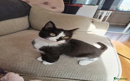 Mixed Breed cats for sale: Female kitten around 18 weeks  - Image 3