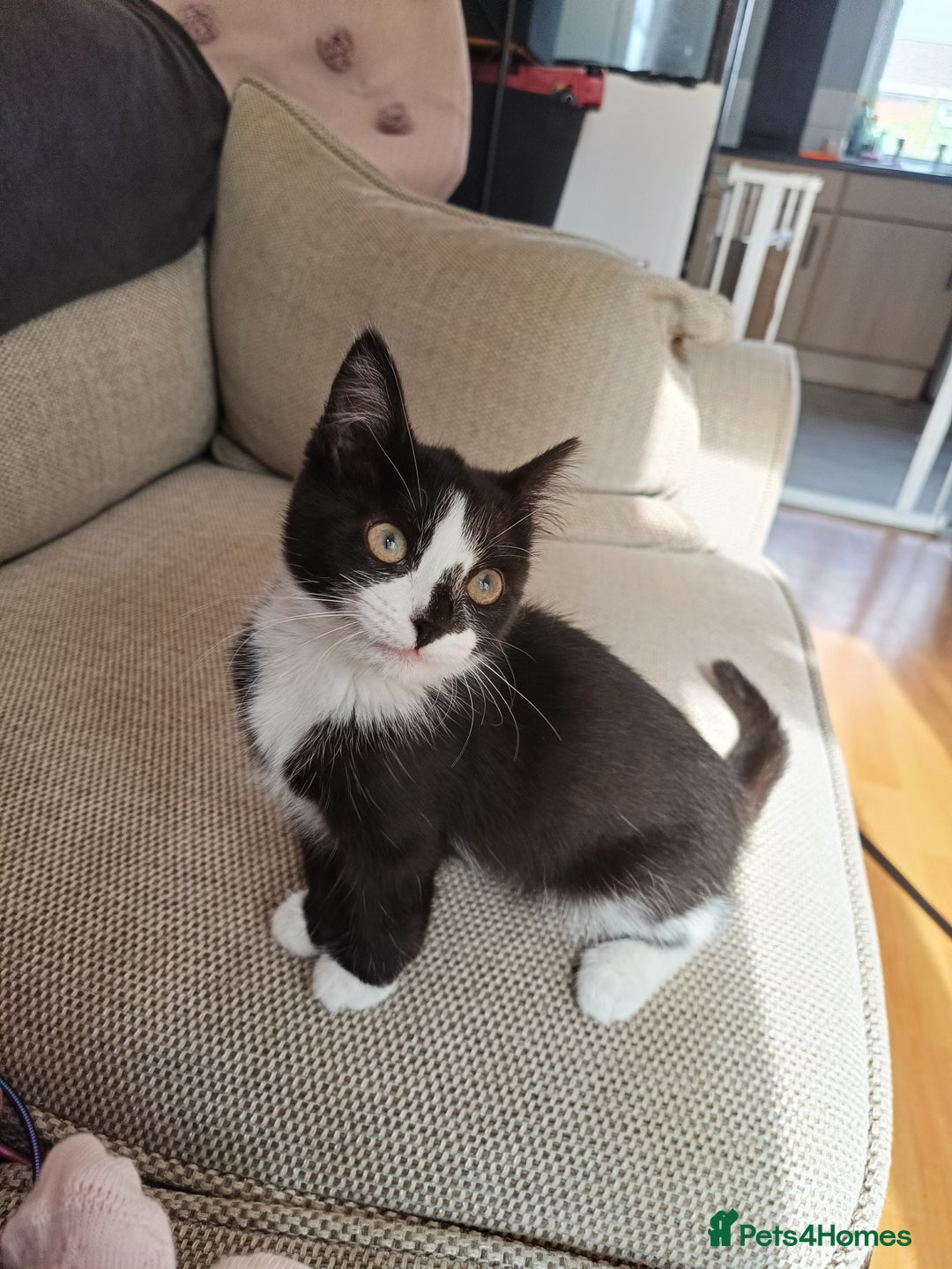 Mixed Breed cats for sale: Female kitten around 18 weeks  - Image 3