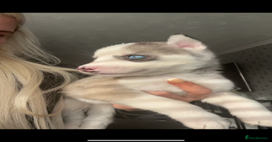 Siberian Husky dogs - Advert 1