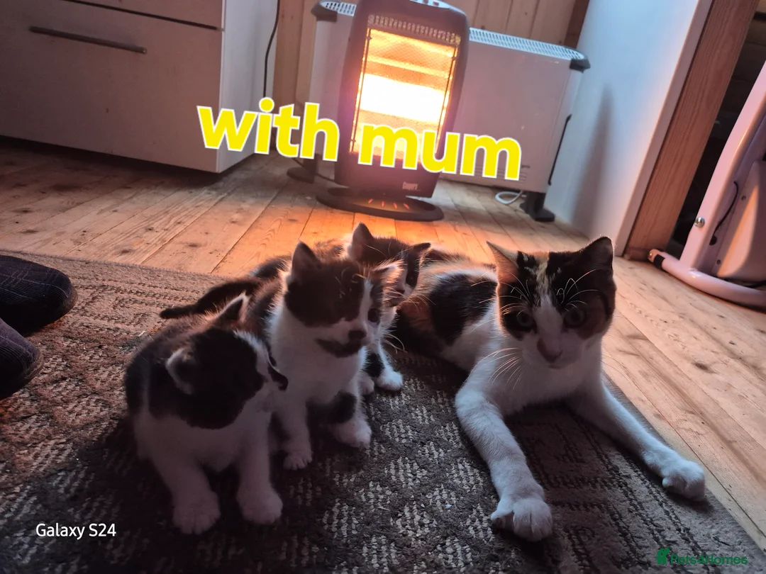 British Shorthair cats for sale: Kittens 😸  - Advert 9