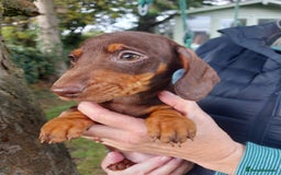 Miniature Dachshund dogs for sale: Beautiful litter of 6 true to type miniature pups. - Image 34