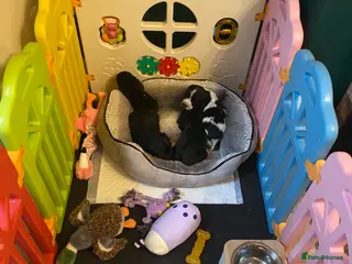 Cocker Spaniel dogs Health tested KC cocker spaniel puppies - Advert 1