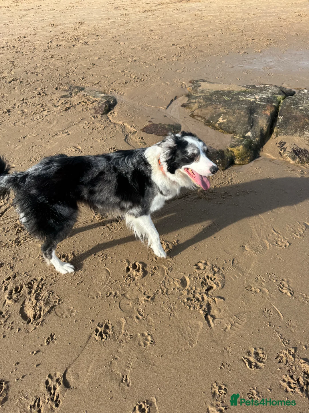 Border Collie dogs for sale: Border collie  in Gateshead - Advert 2