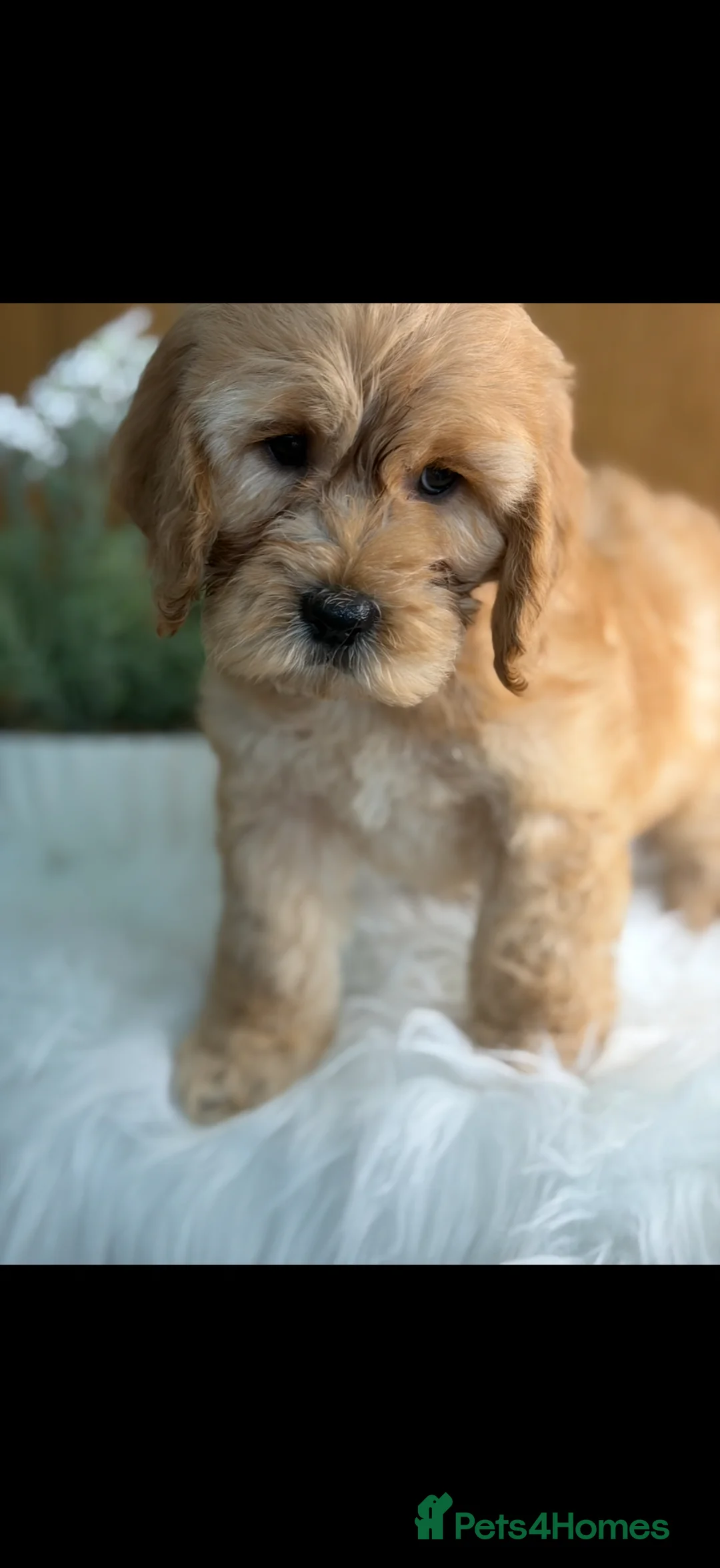 Cavapoo dogs for sale: ❤️ Ready now males and females ❤️ - Advert 2