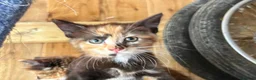 Mixed Breed cats for sale: Ginger and tortoise  kittens  - Advert 5