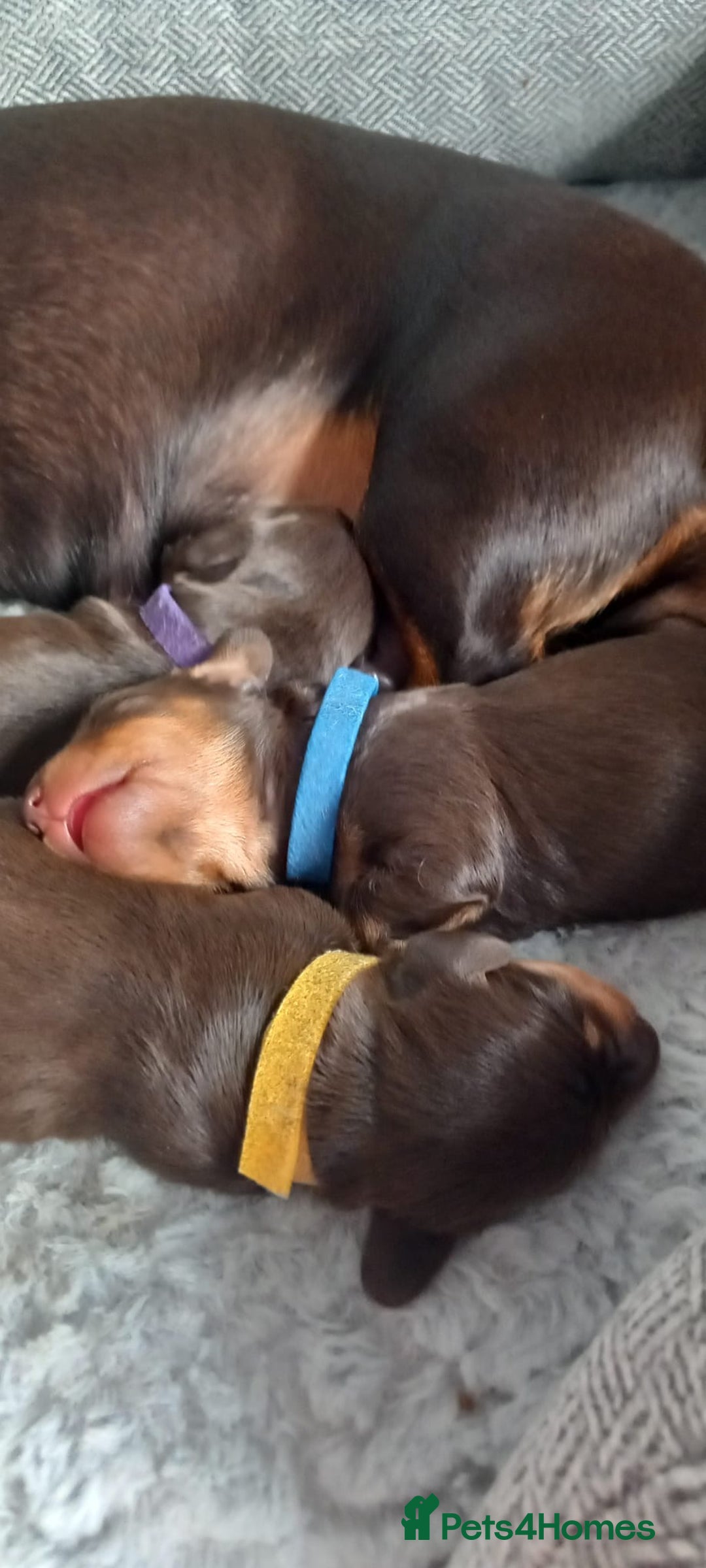 Miniature Dachshund dogs for sale: True miniature Daschund puppies - Advert 6