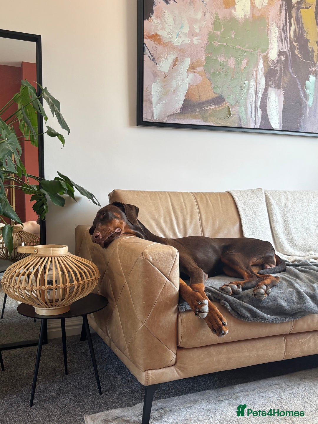 Dobermann dogs for sale: 11 Month Old Doberman in Gloucester - Advert 7