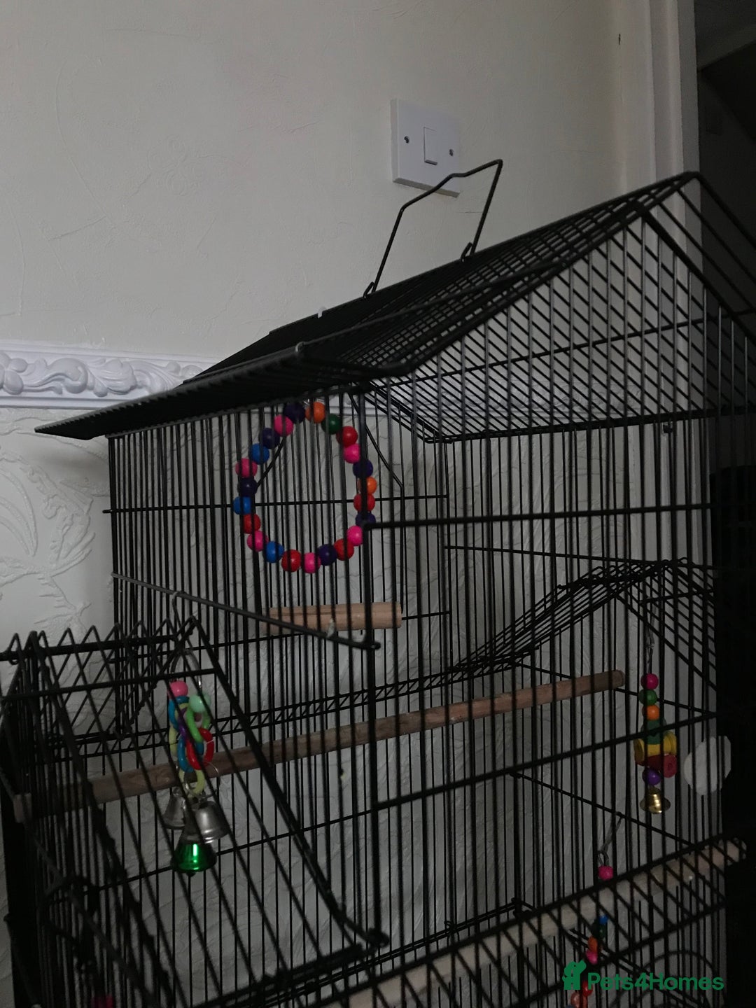 Budgerigars birds for sale: 2 budgies and cage - Image 13