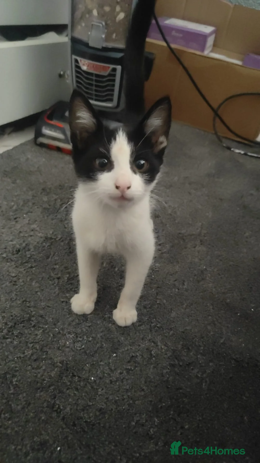 Mixed Breed cats for sale: 2 female kittens for sale  - Advert 1