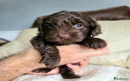 Cockapoo dogs for sale: F1 Cockapoo Puppies. Thick Coats. DNA tested - Image 24