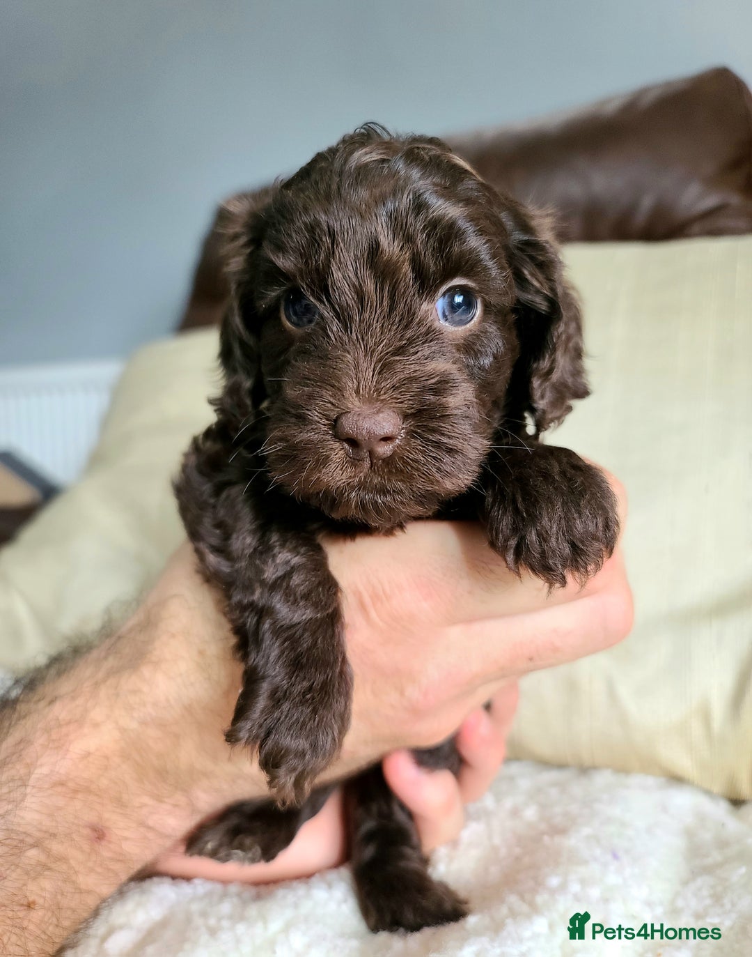 Cockapoo dogs for sale: F1 Cockapoo Puppies. Thick Coats. DNA tested - Image 24