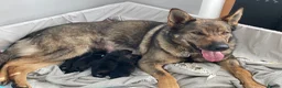 German Shepherd dogs for sale: Exceptional KC Reg Czech Working Line GSD Puppies - Advert 26
