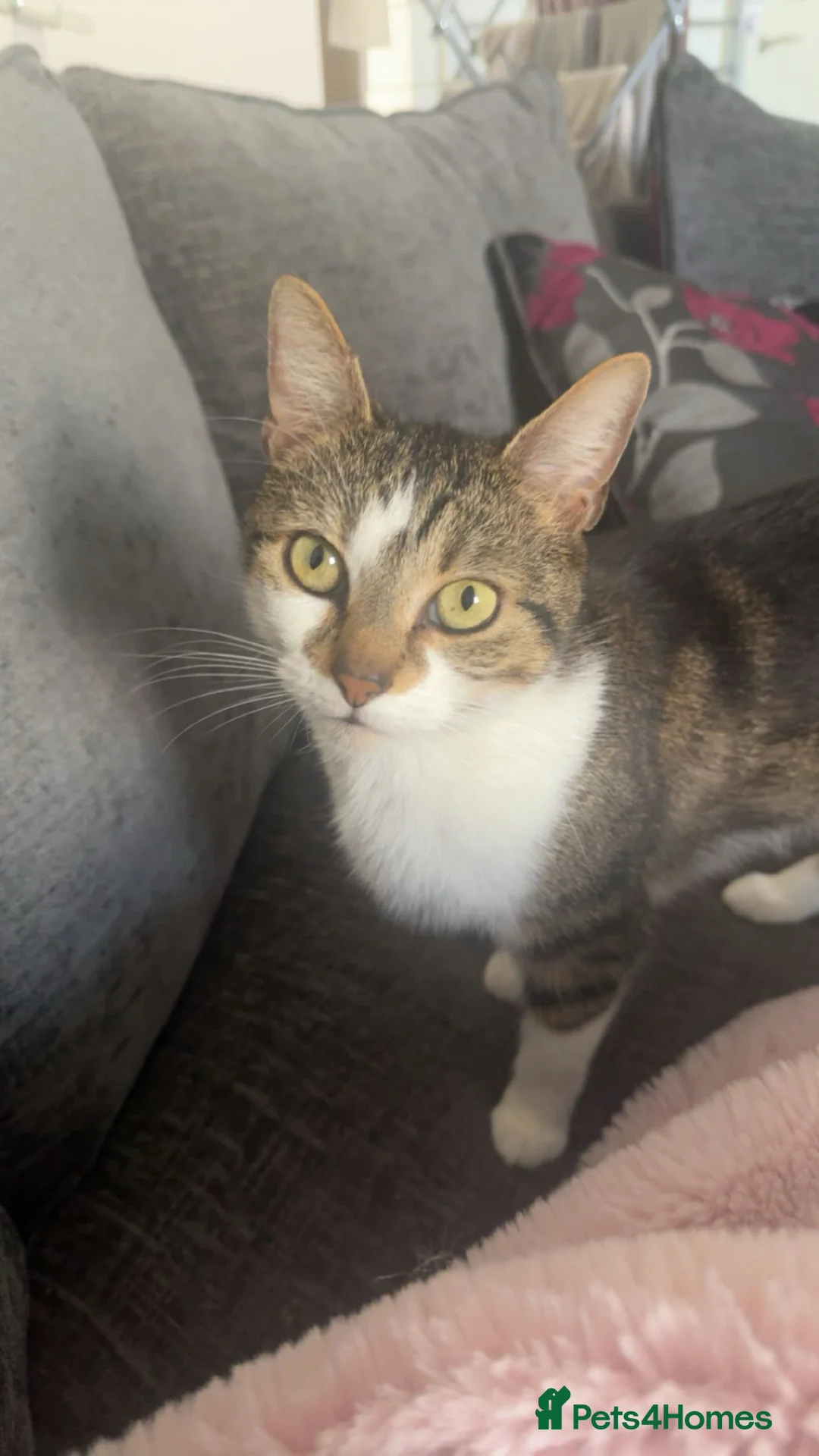 Mixed Breed cats for sale: 8 week old tabby kitten for sale in Northampton - Advert 2