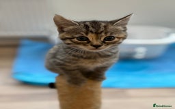 Mixed Breed cats for sale: Ready now! 6 beautiful kittens - Advert 7