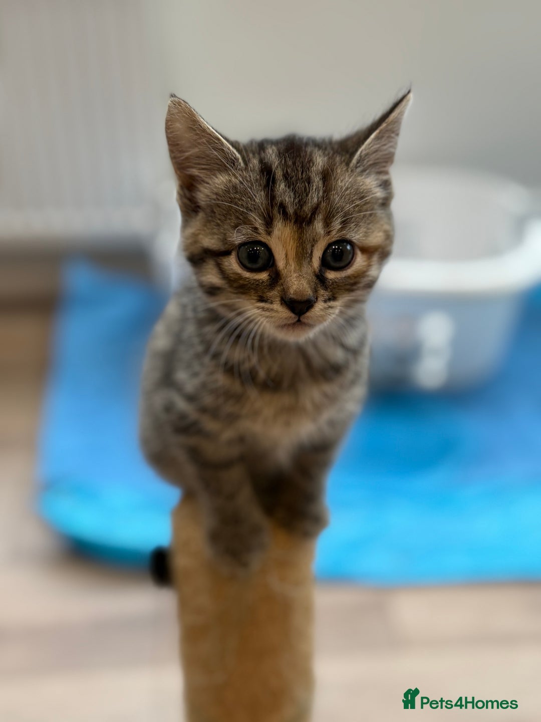 Mixed Breed cats for sale: Ready now! 6 beautiful kittens - Advert 7