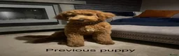 Goldendoodle dogs for sale: Golden doodles F2b - Advert 18