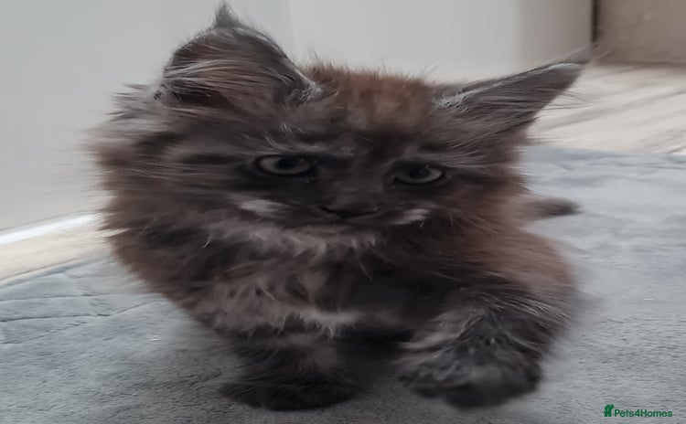 Maine Coon cats Pedigree Mainecoon boys available  - Advert 13