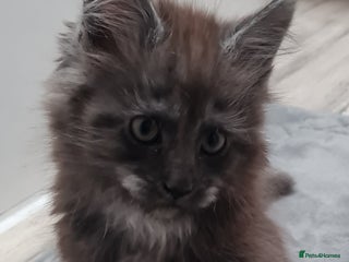 Maine Coon cats Pedigree Mainecoon boys available - Advert 11