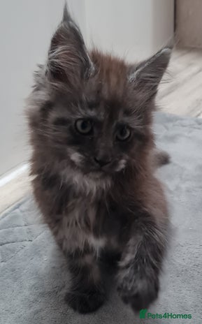 Maine Coon cats Pedigree Mainecoon boys available - Advert 13