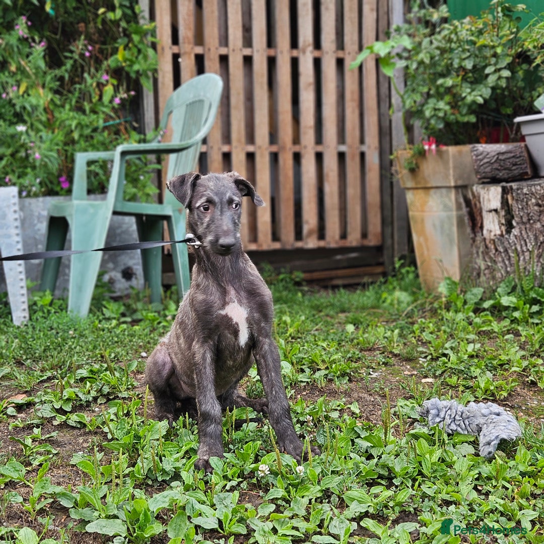 Deerhound dogs for sale: Stunning deerhound pups - Image 4