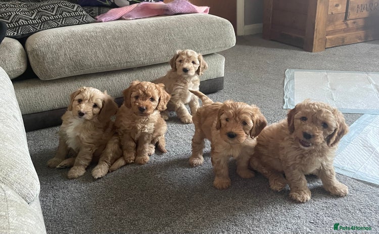 Cockapoo dogs - Advert 16