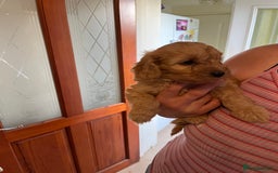 Cockapoo dogs for sale: Gorgeous Cockapoo Pups - Image 5