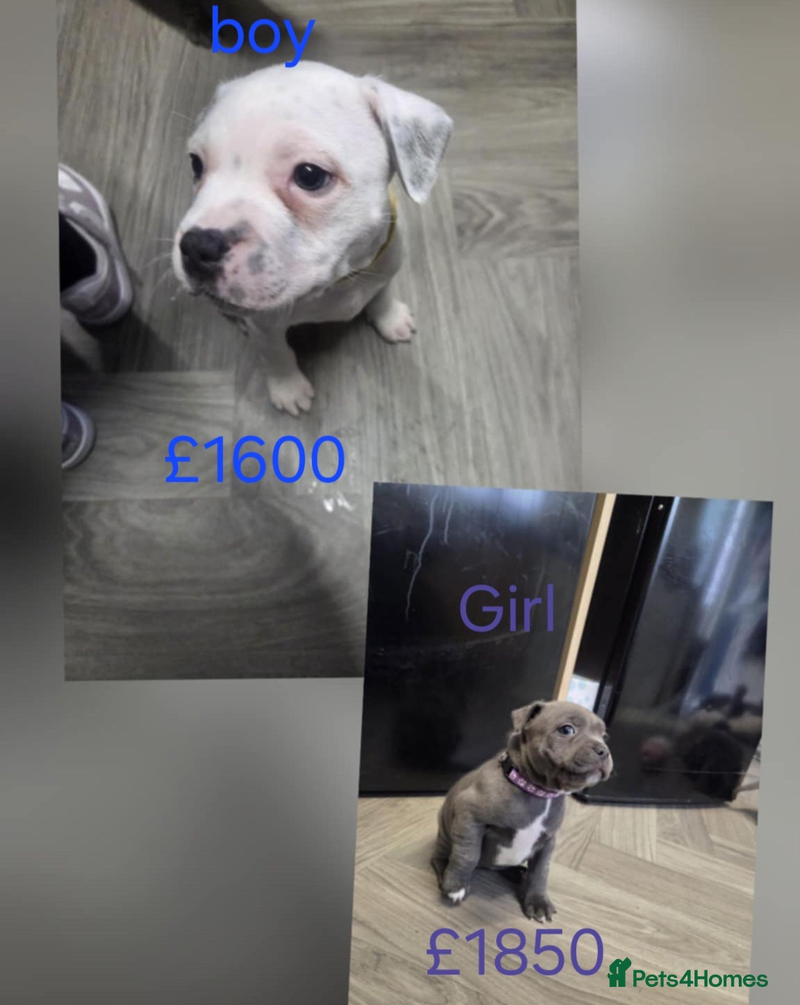 Staffordshire Bull Terrier dogs Blue staffie puppies 🐶  - Advert 2