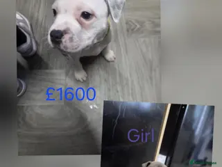 Staffordshire Bull Terrier dogs Blue staffie puppies 🐶 - Advert 2