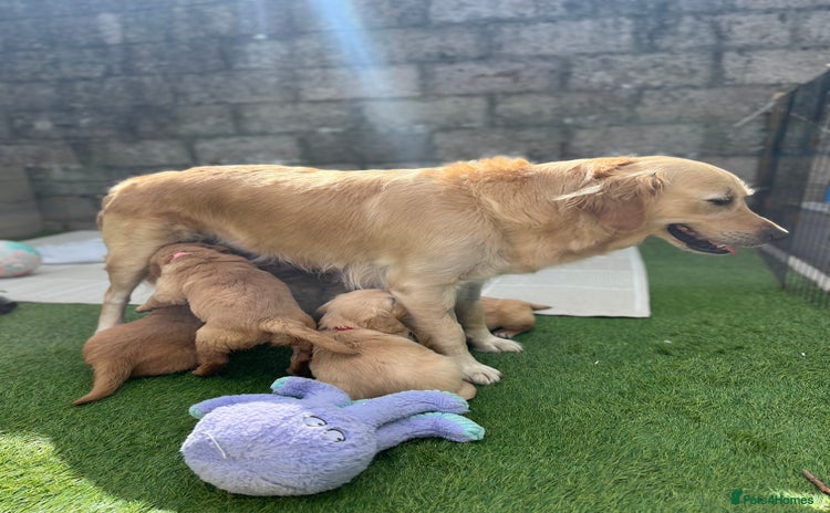 Golden Retriever dogs - Advert 3